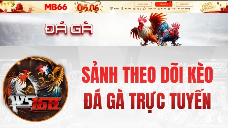 Đá Gà MB66 – Sảnh Theo Dõi Kèo Đá Gà Trực Tuyến